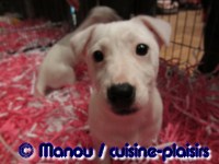 Salon du chiot 02-2012