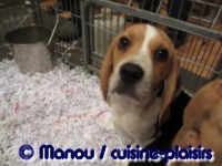 Salon du chiot 02-2012