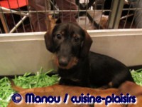 Salon du chiot 02-2012