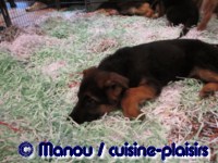 Salon du chiot 02-2012