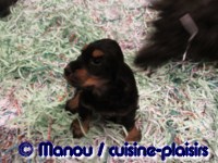 Salon du chiot 02-2012