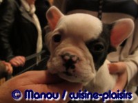 Salon du chiot 02-2012