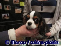 Salon du chiot 02-2012