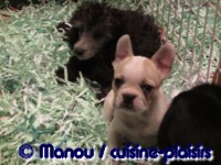 Salon du chiot 02-2012