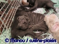Salon du chiot 02-2012