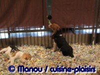 Salon du chiot 02-2012