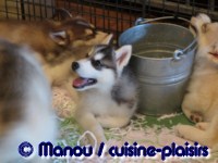Salon du chiot 02-2012