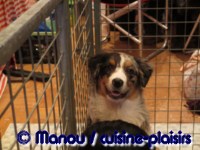 Salon du chiot 02-2012