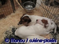 Salon du chiot 02-2012