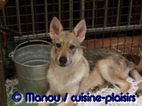 Salon du chiot 02-2012