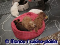 Salon du chiot 02-2012