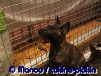 Salon du chiot 02-2012