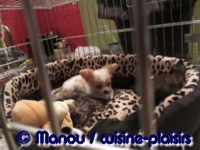 Salon du chiot 02-2012