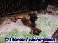 Salon du chiot 02-2012