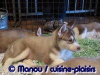 Salon du chiot 02-2012