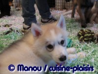 Salon du chiot 02-2012