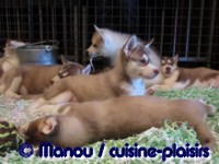 Salon du chiot 02-2012
