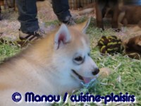 Salon du chiot 02-2012