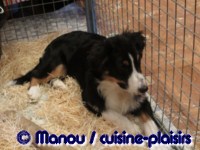 Salon du chiot 02-2012