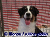 Salon du chiot 02-2012