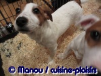 Salon du chiot 02-2012