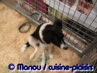 Salon du chiot 02-2012