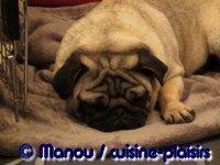 Salon du chiot 02-2012