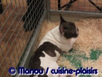 Salon du chiot 02-2012
