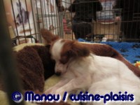 Salon du chiot 02-2012