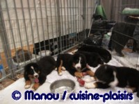 Salon du chiot 02-2012