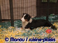 Salon du chiot 02-2012