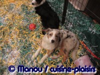 Salon du chiot 02-2012