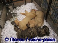 Salon du chiot 02-2012