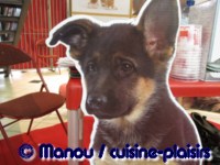 Salon du chiot 02-2012